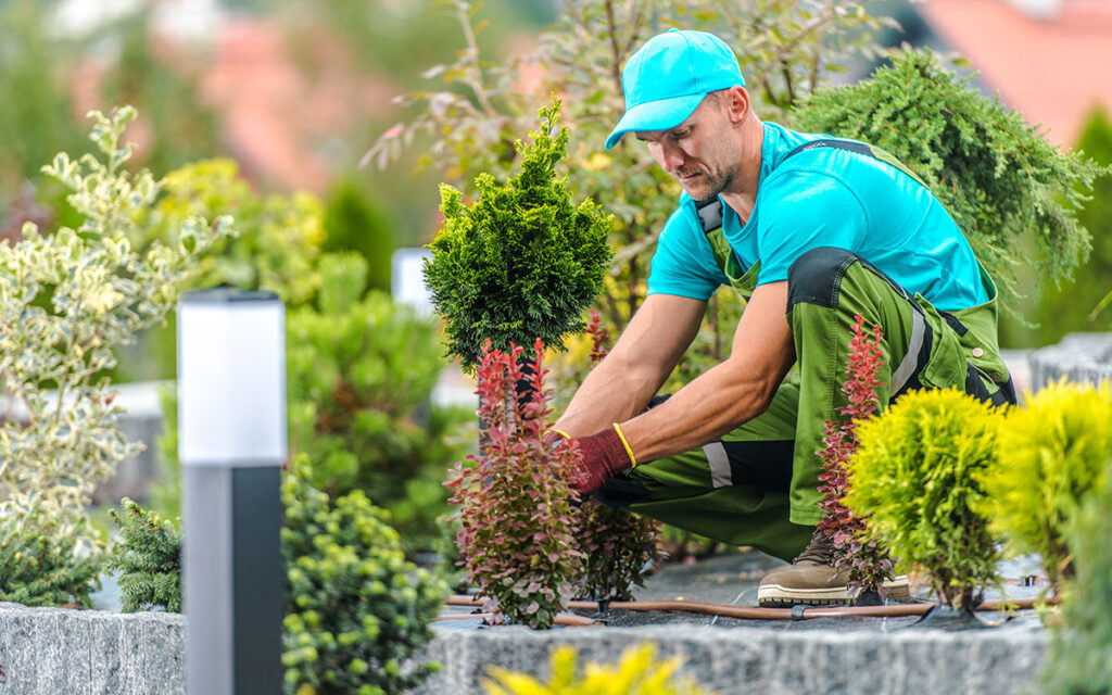señor plantando